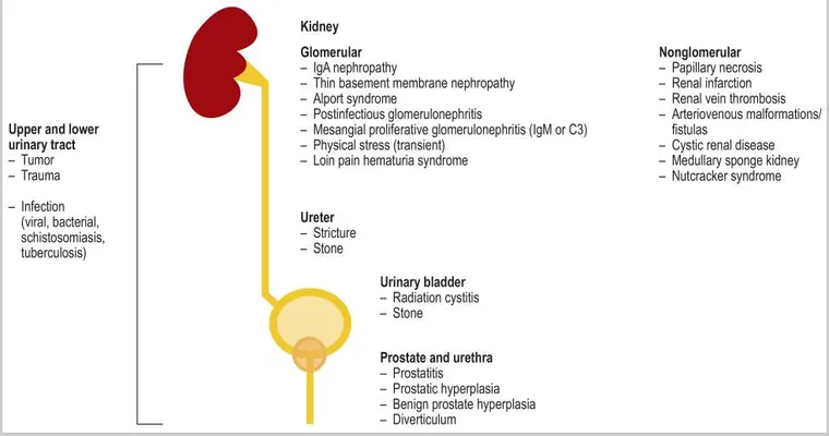 Hematuria in the Elderly