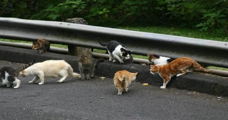 I’ve had many ‘awful’ comments about my attitude to feral cats.