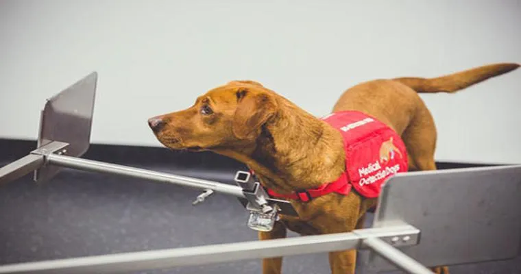 Canine Cancer Detectors May Hold Key to Earlier Diagnosis