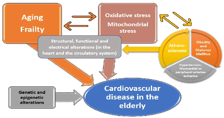 Understanding Heart Failure in the Elderly