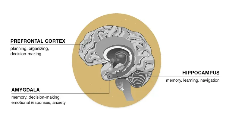 How menopause affects the brain is very interesting.