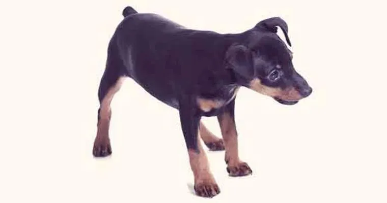 Need help showing my 77 year mother with dementia how to properly interact with my 13 and a half old mini Pinscher.