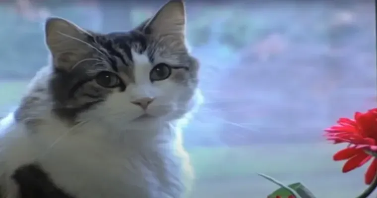 Lessons in End-of-Life Care from Oscar the Cat