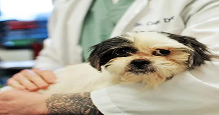 Anyone's dog suffering as a result of caring for someone with this disease?